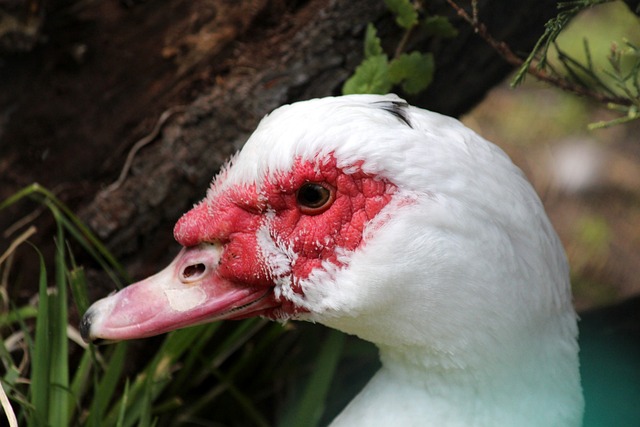 重要原因之 重要原因之